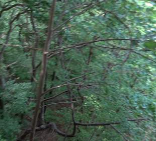 Tour entlang der Traifelbergfelsen