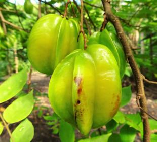 Impressionen vom Jardin des Parfums et des Epices