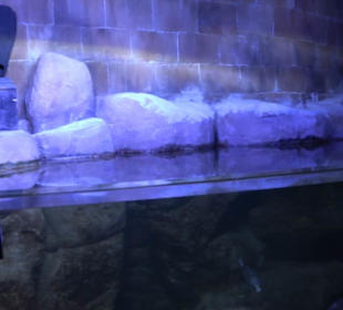 National Aquarium Malta