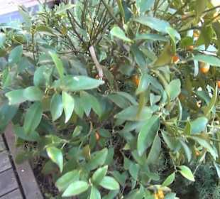 Museum de San Isidro