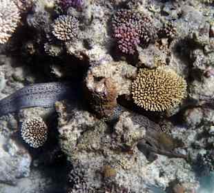 Muräne am Hotel Utopia Beach Club