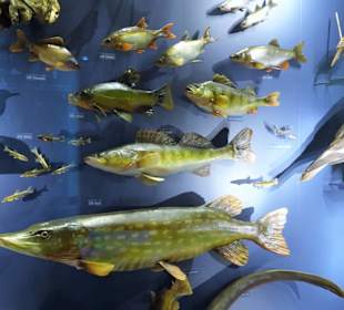 Abteilung "Naturschätze Thüringens"