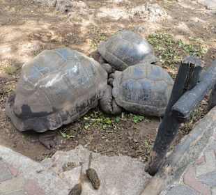 Die Schildkröten auf Prison Island