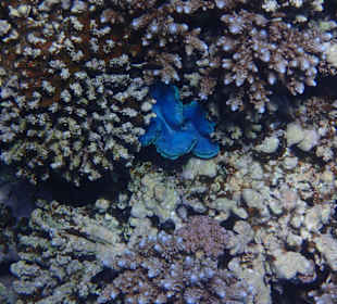 Schnorcheln Sharm el Naga