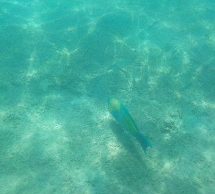 Schnorcheln Hurghada