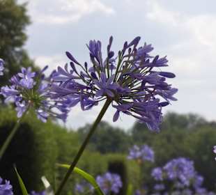 Agapanthus 
