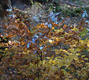 Riesengebirge/Karkonosze