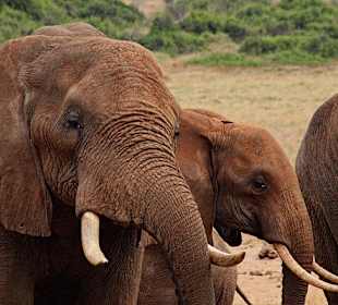 Tsavo