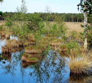 Impressionen vom Rundgang durch das Pietzmoor