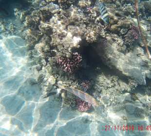 Schnorcheln Hurghada