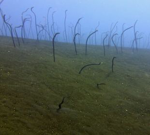 Schnorcheln Tejakula