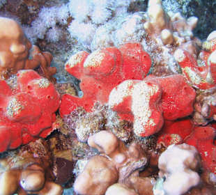 Podwodne życie w Abu Dabab