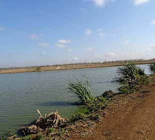 Hier gibt es Krokodile