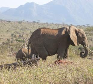 Viele Elefanten mit Jungen