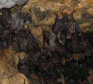 Goa Lawah - Fledermaushöhle