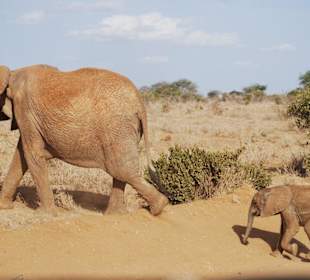 Elefantenmutter mit Baby