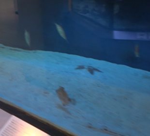 Staatliches Naturkunde Museum