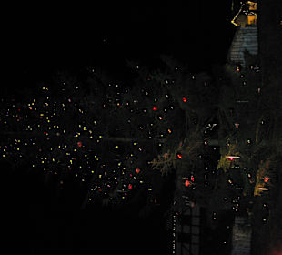 Tannenbaum und Fläche