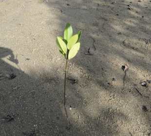 Mangroventour Peter Höfinger