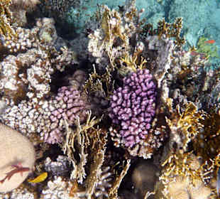 Riff Happy life village