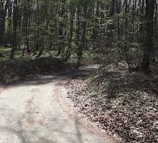 Waldlehrpfad an der Lauter