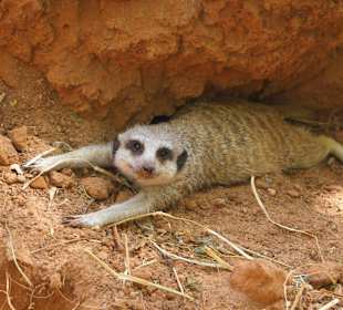 Oasis Park i maniana