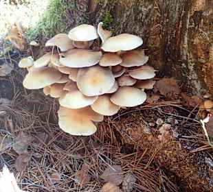 Naturpark Heidenreichsteiner Moor