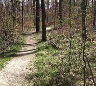 Waldsportpfad im Wasenwald