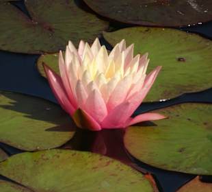 Am Teich der Gärten von Trauttmansdorff