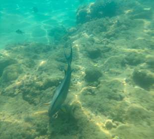 Schnorcheln Hurghada