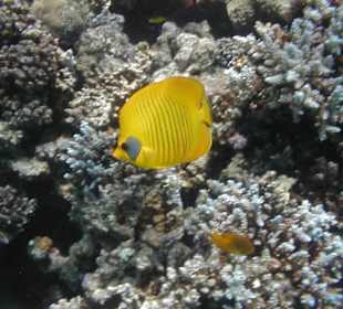 Rotes Meer, Maskenfalterfisch