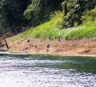 Spielende Affen am Stausee