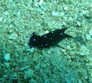 Nacktschnecke Hausriff