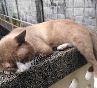 Mit Green Mango das ursprüngliche BKK entdecken