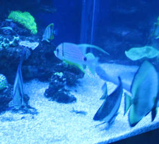 Palma Aquarium
