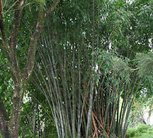 Botanischer Garten Kandy