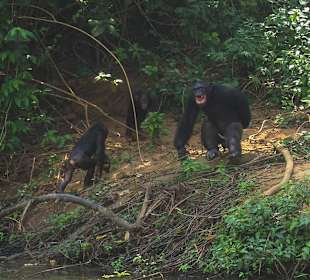 Schimpansen auf der Pongo-Insel