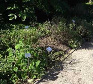 Botanischer Garten München