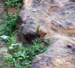 Afrikanisches Eichhörnchen