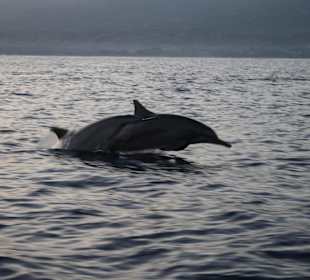 Delfintour