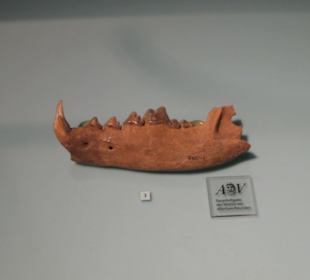 Rheinisches Landesmuseum