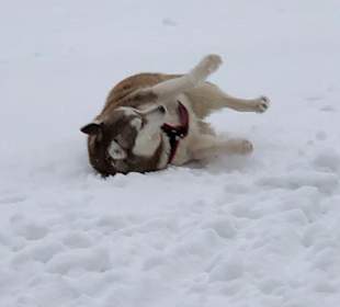 Wandern Mitterfirmiansreut