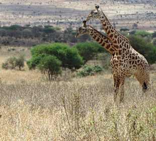Giraffe mit African Bush and Beach Adventures