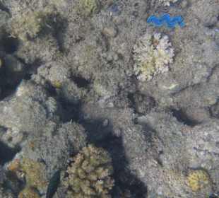 Hotel BEACH Albatros Resort & Spa