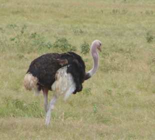 Straussenmännchen