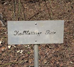 Wildrosenlehrpfad