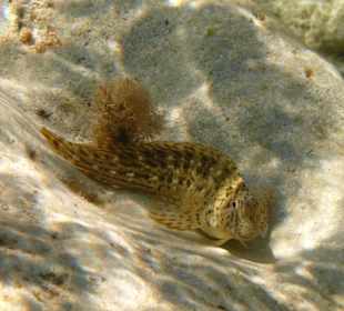 Hahnenkamm Schleimfisch (Scartella cristata)