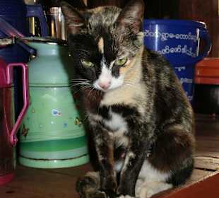 Sie brauchen keine Kunststückchen mehr vorzuführen