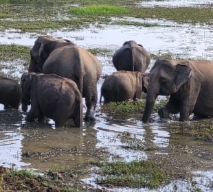 Yala Nationalpark 