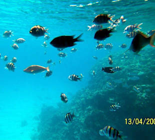 Tauchgang El Basha Bay